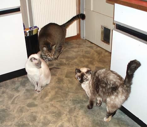 Blanding af racer Misse Møghe. - "Tigger..? Ku´ aldrig falde os ind." billede 17