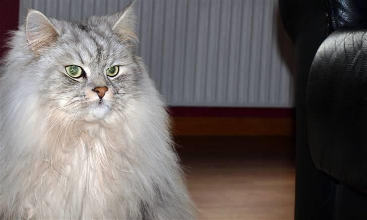 Blanding af racer Oliver - Foto af: Anita Poulsen (Kan kontaktes hvis det har interesse) billede 1