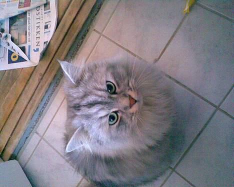 Blanding af racer Oliver - "Jeg gør aldrig noget, jeg er helt uskyldig" billede 2