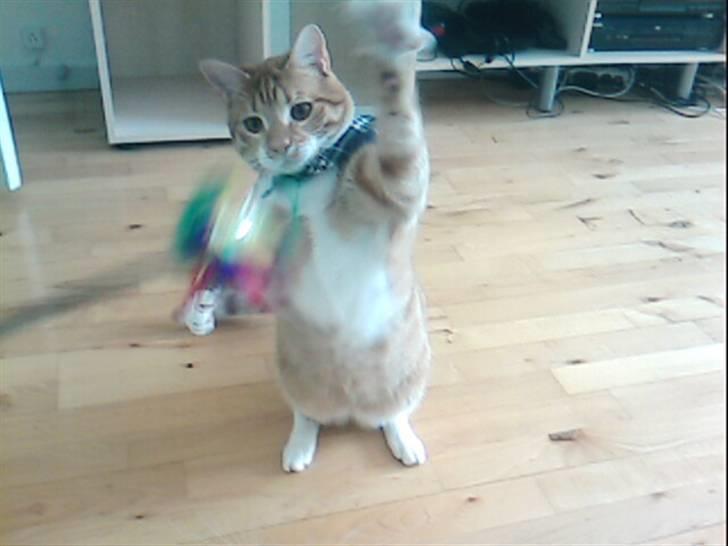 Huskat Bølle billede 11