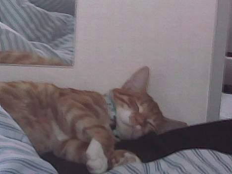 Huskat Bølle billede 12