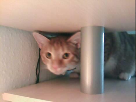 Huskat Bølle billede 13