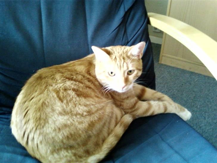 Huskat Bølle billede 14