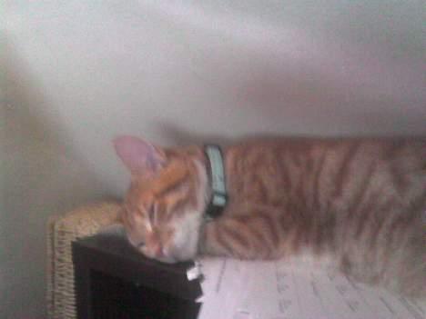 Huskat Bølle billede 15