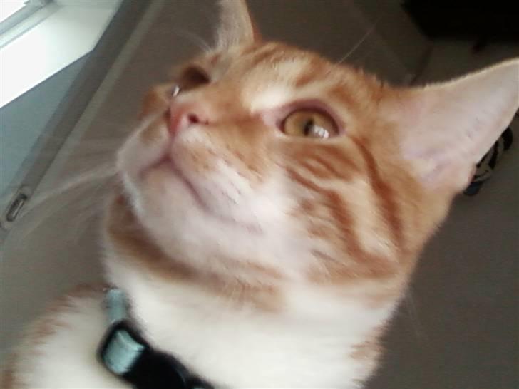 Huskat Bølle billede 17