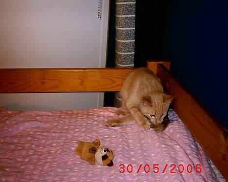 Huskat Mikkel billede 4