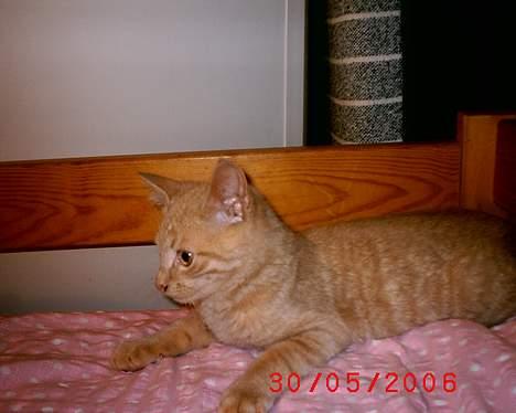 Huskat Mikkel billede 5