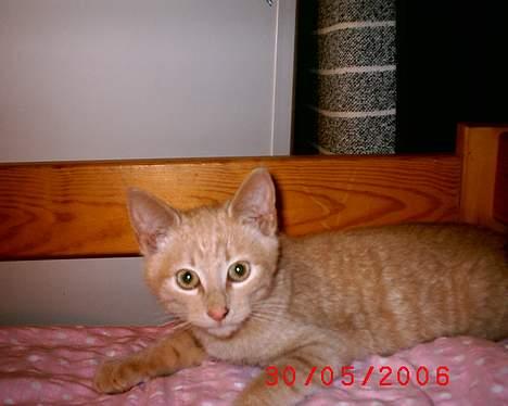 Huskat Mikkel billede 6