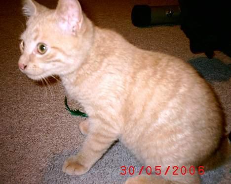 Huskat Mikkel billede 7