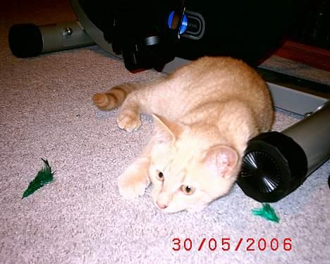 Huskat Mikkel billede 8