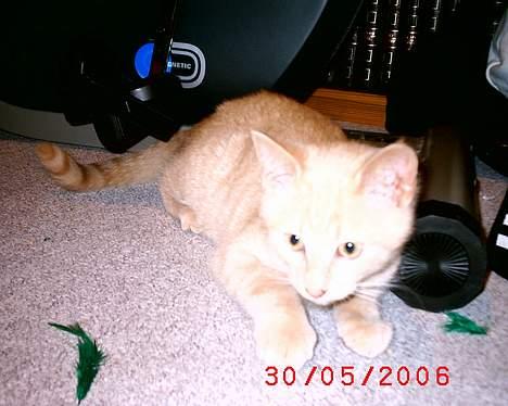 Huskat Mikkel billede 9