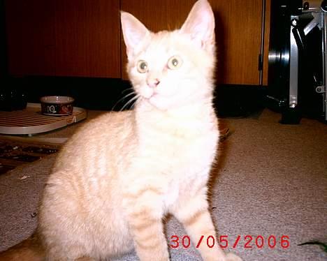 Huskat Mikkel billede 10