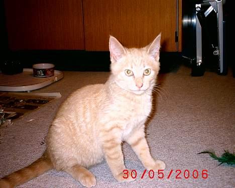 Huskat Mikkel billede 11