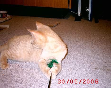 Huskat Mikkel billede 12