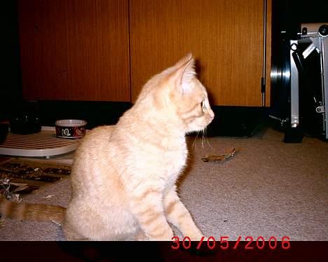 Huskat Mikkel billede 13