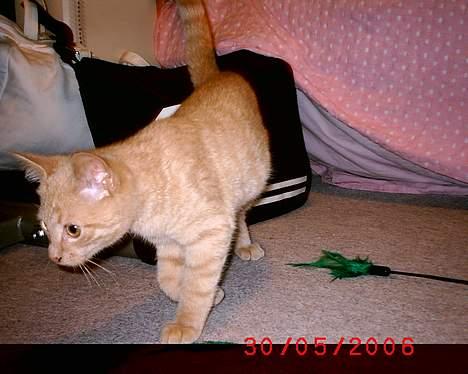 Huskat Mikkel billede 14