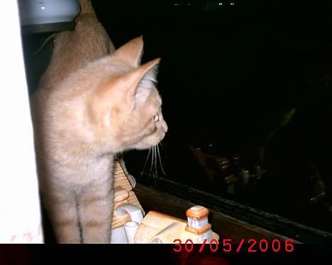 Huskat Mikkel billede 15