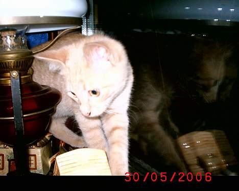 Huskat Mikkel billede 16