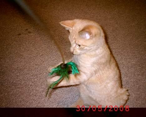 Huskat Mikkel billede 17