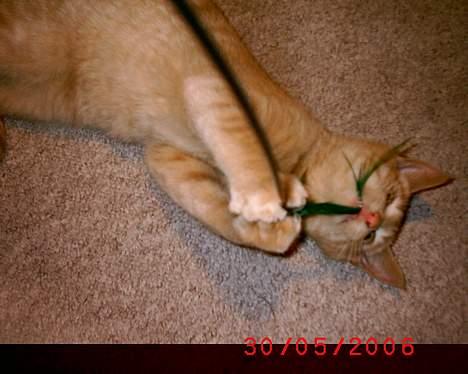 Huskat Mikkel billede 18