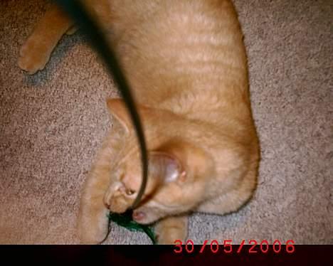 Huskat Mikkel billede 19