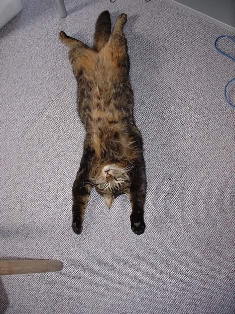 Blanding af racer Wiliam R.I.P :'( - Du behøver heller ikke lige ligge dig midt det hele vel ? billede 18