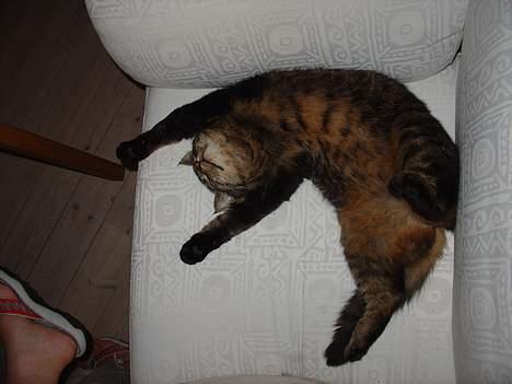 Blanding af racer Wiliam R.I.P :'( - Man skal jo fylde. billede 19