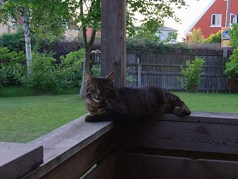 Blanding af racer Wiliam R.I.P :'( - Han ligger tværs over, så der er luft under maven på ham :D fjolle rik billede 20