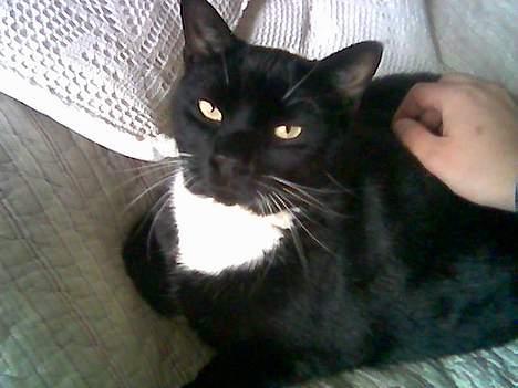 Huskat Herkules billede 1