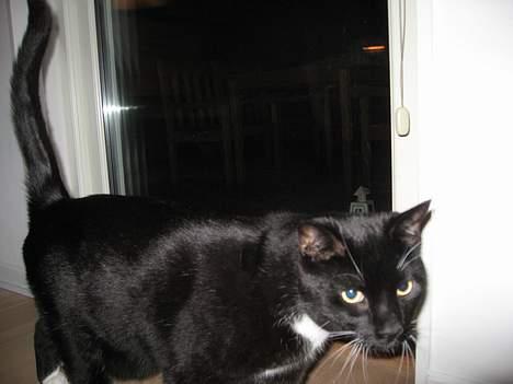 Huskat Herkules billede 2