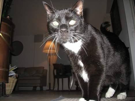 Huskat Herkules billede 3