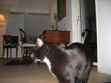 Huskat Herkules billede 4