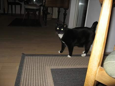 Huskat Herkules billede 5