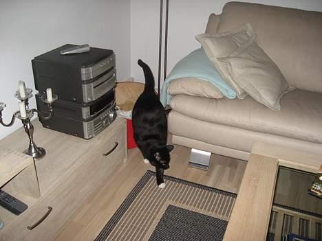 Huskat Herkules billede 6