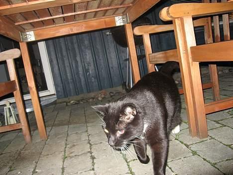 Huskat Herkules billede 7