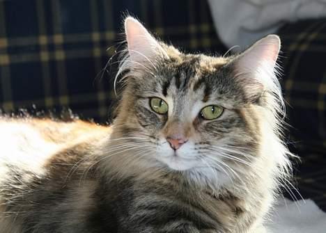 Norsk Skovkat Dark Demerara - Dark Demerara billede 1