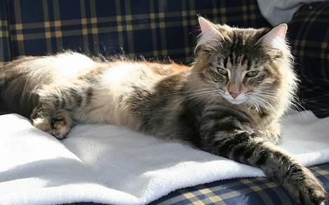 Norsk Skovkat Dark Demerara - Dark Demerata billede 2