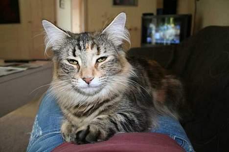 Norsk Skovkat Dark Demerara - Ser tv med far billede 4