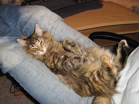 Norsk Skovkat Dark Demerara - arbejder ved computeren med far billede 5