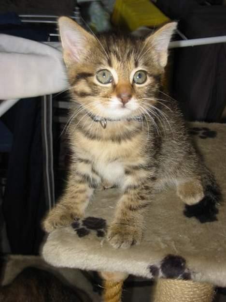 Blanding af racer Selma billede 1