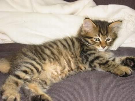 Blanding af racer Selma billede 2