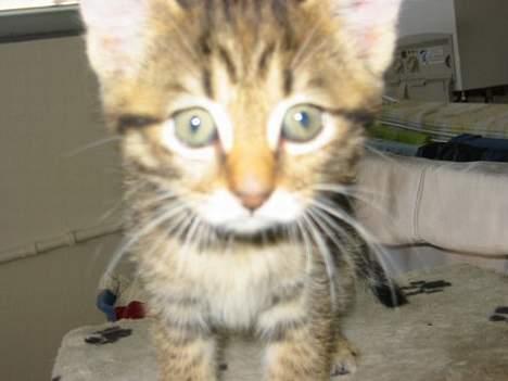 Blanding af racer Selma billede 3