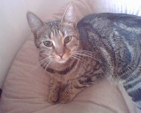 Blanding af racer Emma billede 1