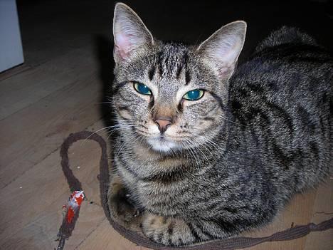 Huskat Mille billede 1