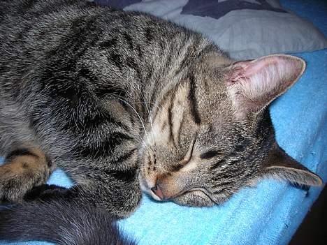 Huskat Mille billede 2