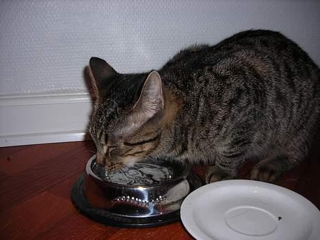 Huskat Mille billede 3