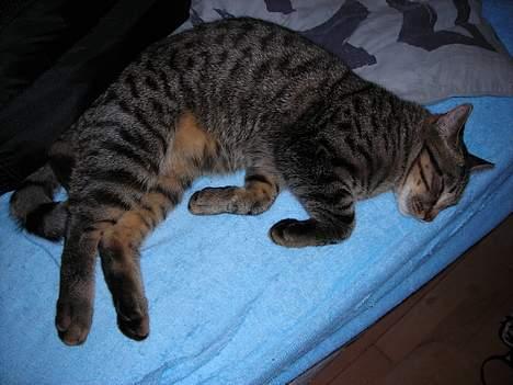 Huskat Mille billede 4