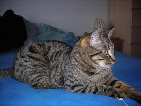 Huskat Mille billede 5