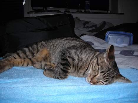 Huskat Mille billede 6