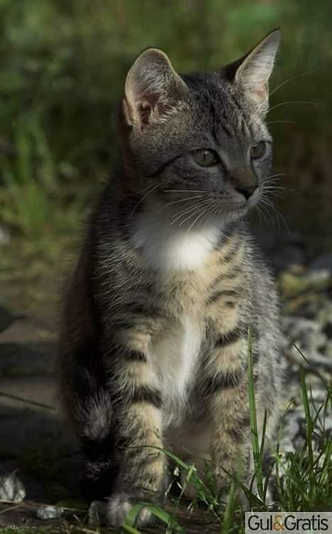 Huskat Felix (død) - Her er min lille Felix. (sommeren 2006) billede 1